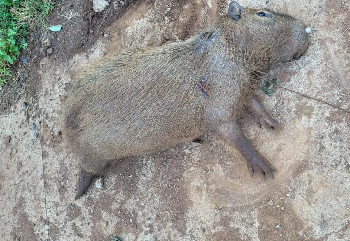 Crueldade. Capivara morre após ser amarrada em Herval d’Oeste