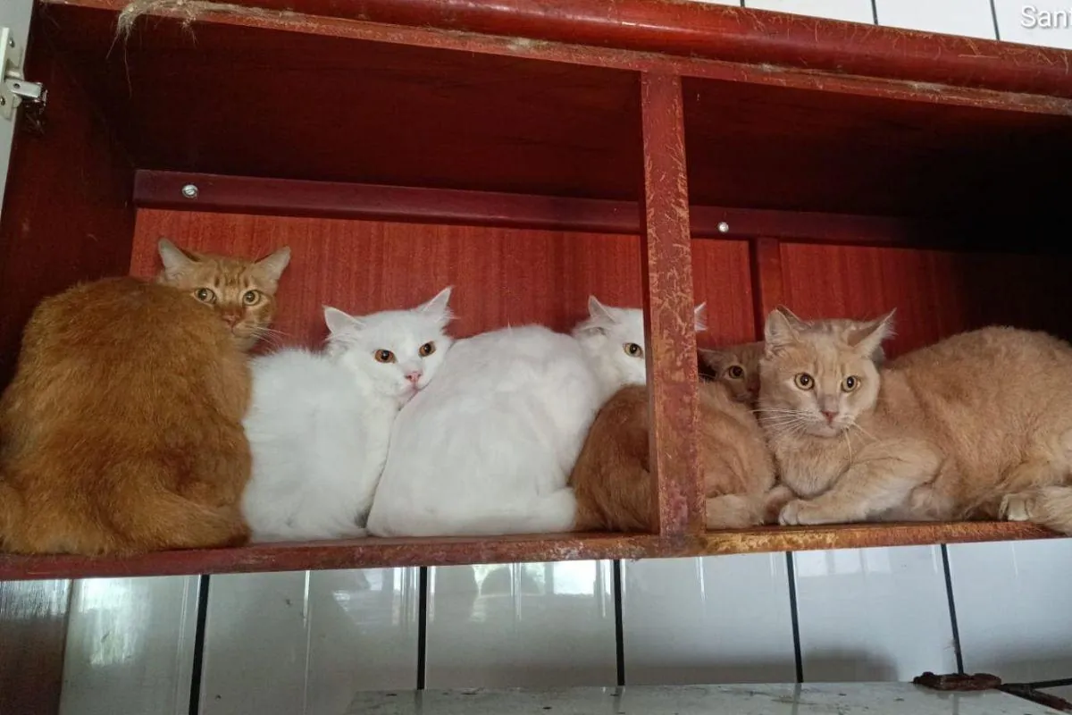 400 gatos em apartamento de SC entrarão em quarentena; ‘Doentes e debilitados’
