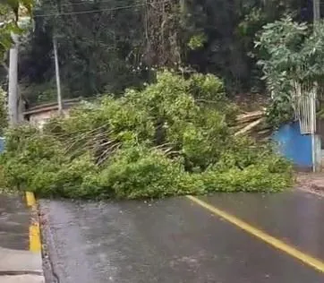 Arvore cai e interdita rua Augusto Arbugeri em Joaçaba