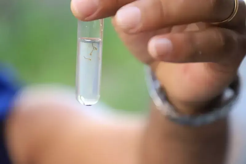 Herval d’Oeste é um dos 47 municípios com alto risco de transmissão de dengue em SC e taxa de incidência preocupa