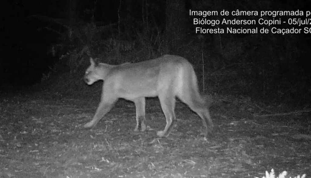 Biólogo registra leões-baios em cidade do Meio-Oeste