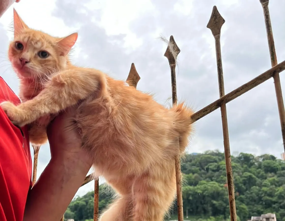 Gato fica preso em cerca de ferro e é resgatado pelos Bombeiros em Joaçaba