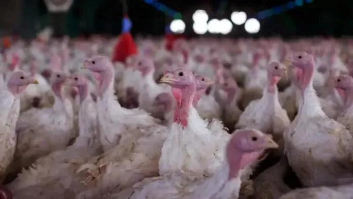 México suspende importação de frango e ovos do Brasil após confirmação de doença em granja de SC