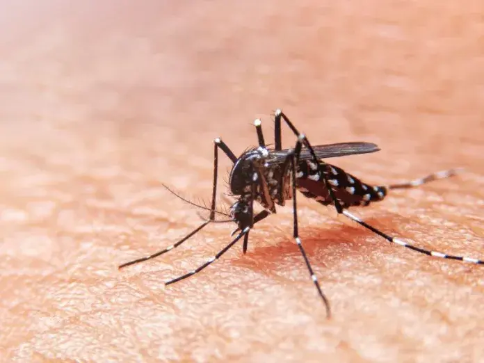 Mais de 34 mil casos de dengue são registrados nos três primeiros meses em SC