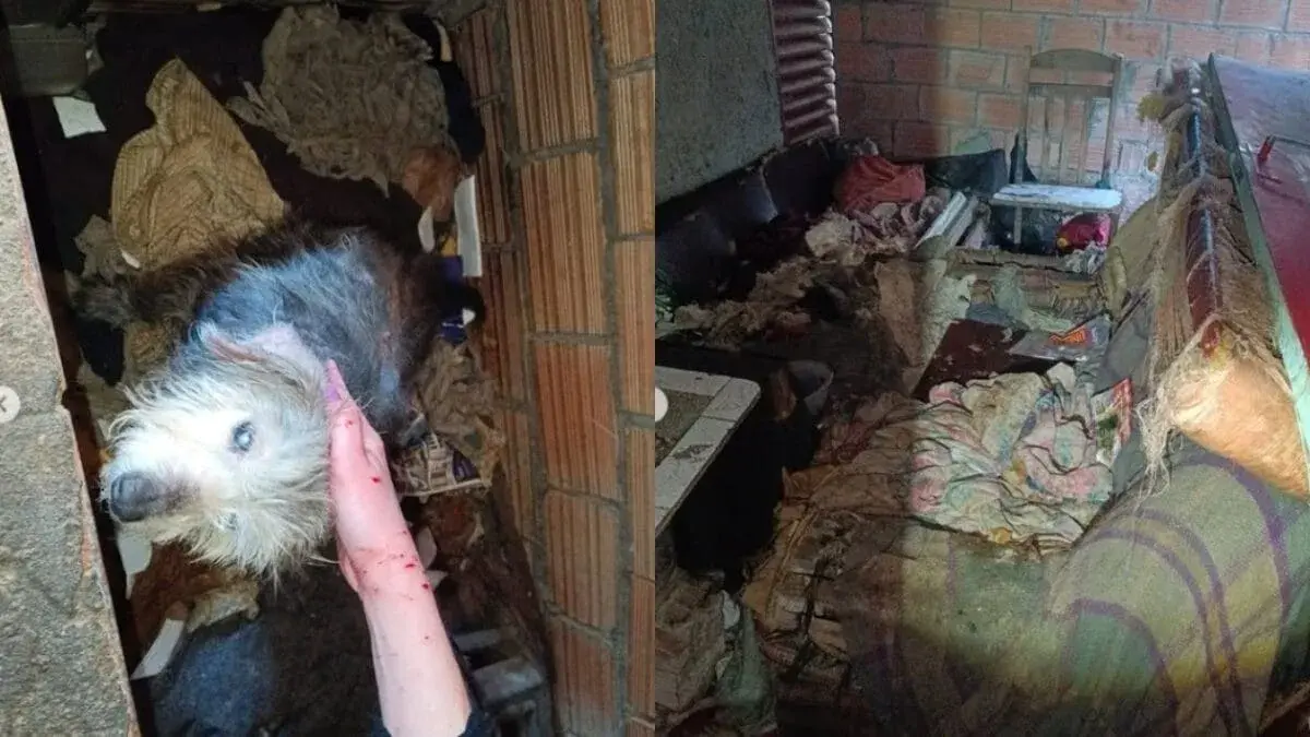 Concórdia: Animais amarrados e desnutridos teriam sofrido abuso sexual de tutor em residência tomada por lixo