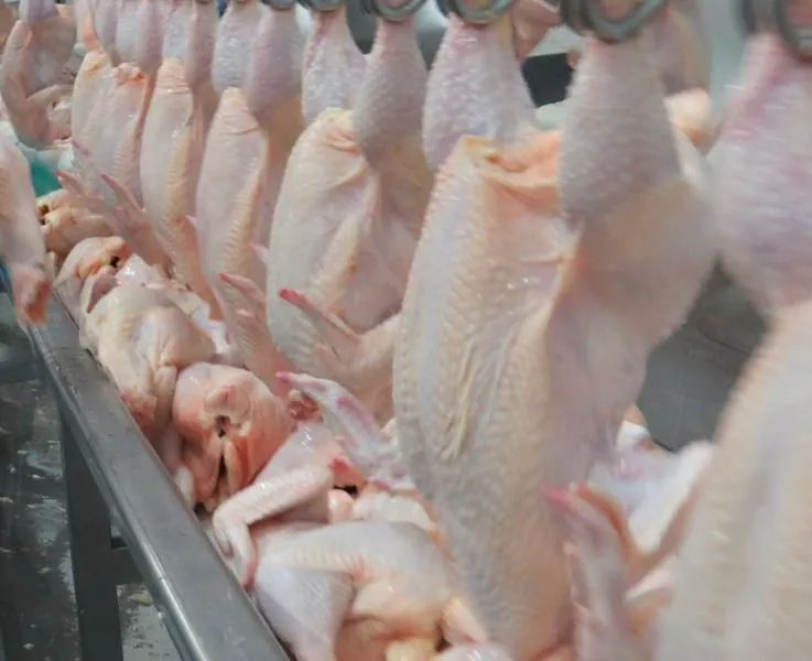 Santa Catarina retoma crescimento nas exportações de carne de frango