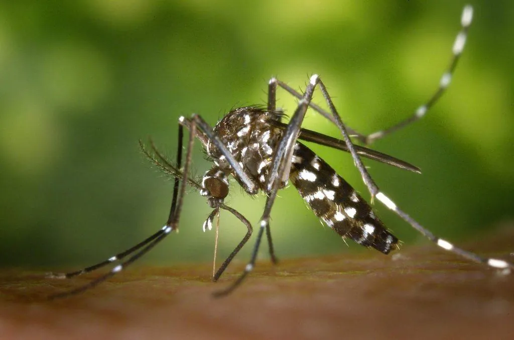 Casos de dengue em Santa Catarina superam 2.300 em 2019