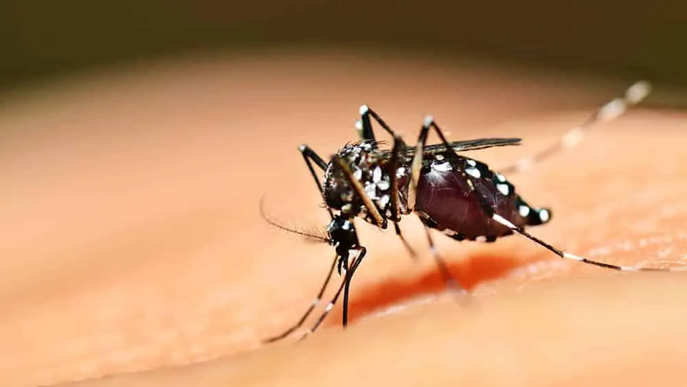 Santa Catarina tem primeiras mortes por dengue em 2025