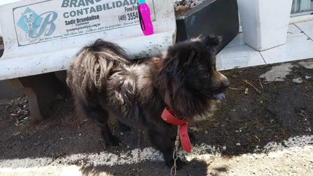 Cachorro é encontrado amarrado em frente a delegacia de Herval d’ Oeste
