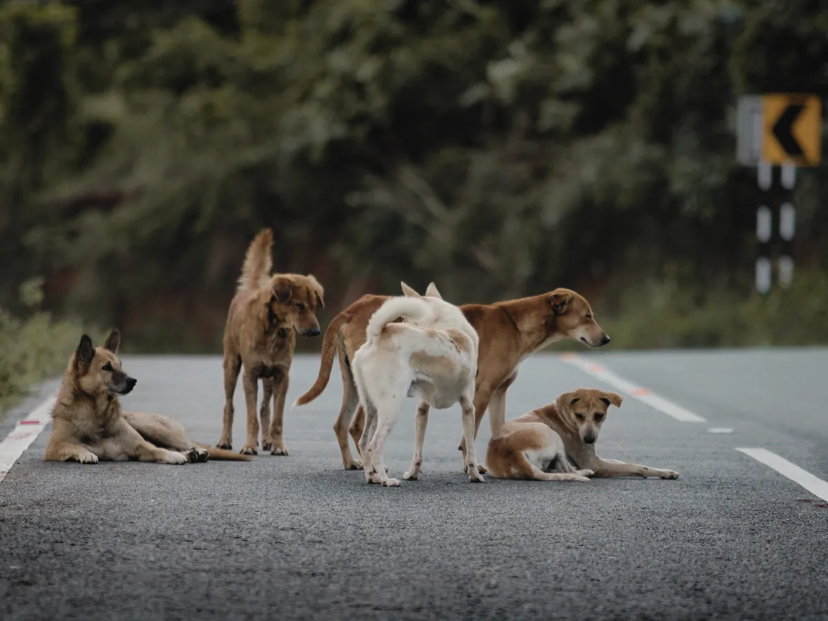 MPSC investiga retirada de cães comunitários de Campos Novos e uso de veículo oficial para levá-los a outras cidades
