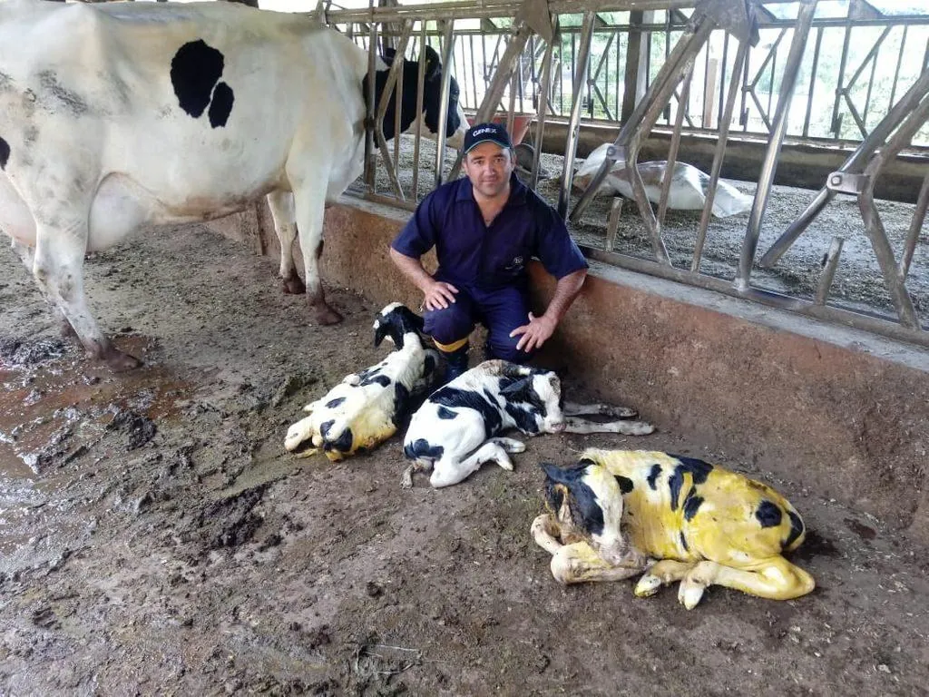 Vaca holandesa dá luz a trigêmeos no interior de Erval Velho
