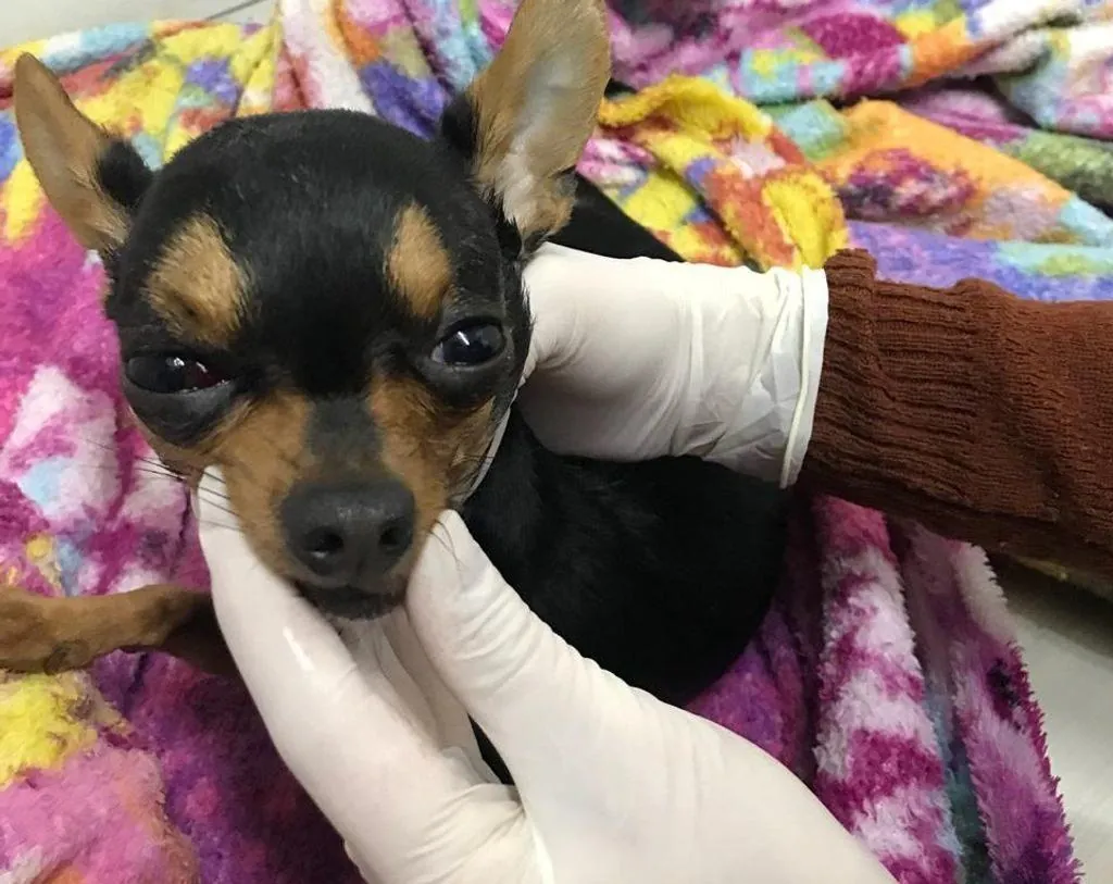Cachorro morre após ser agredido a pauladas em Joaçaba