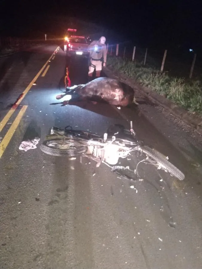 Motociclista fica ferido após colidir em animal na SC-284