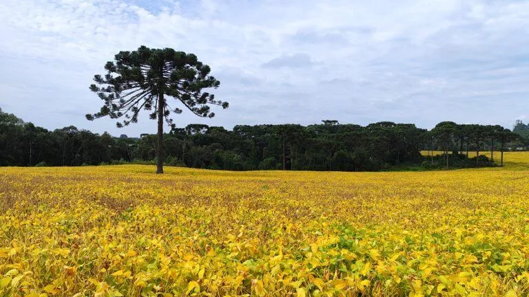 El Niño coloca safra catarinense em alerta; veja as projeções para cada cultura