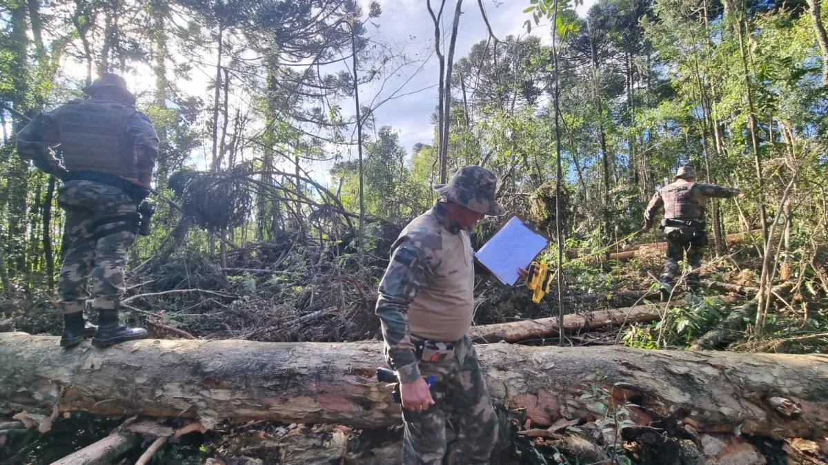 Operação Mata Atlântica em Pé identifica desmatamento ilegal em Videira