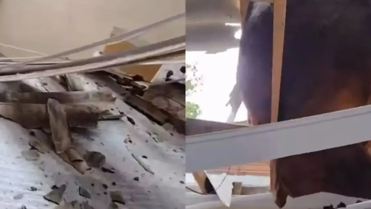 Boi sobe em barranco e despenca em cima de residência da região