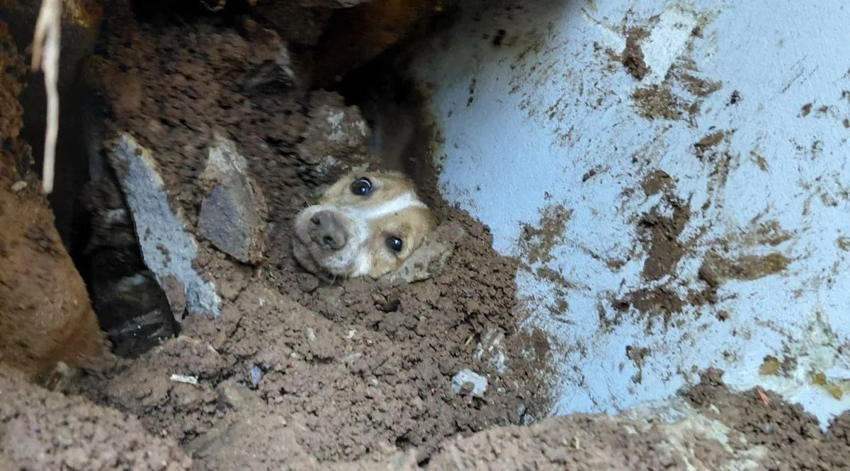 Cachorro é resgatado com vida após ficar soterrado em desabamento de muro na região